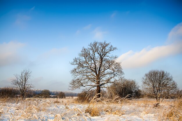 Otoño otoño paisaje: árbol en campo nevado