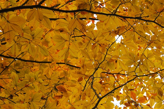 Otoño y otoño paisaje forestal en Georgia. Árboles y hojas de color otoñal. Superficies anaranjadas y amarillas.