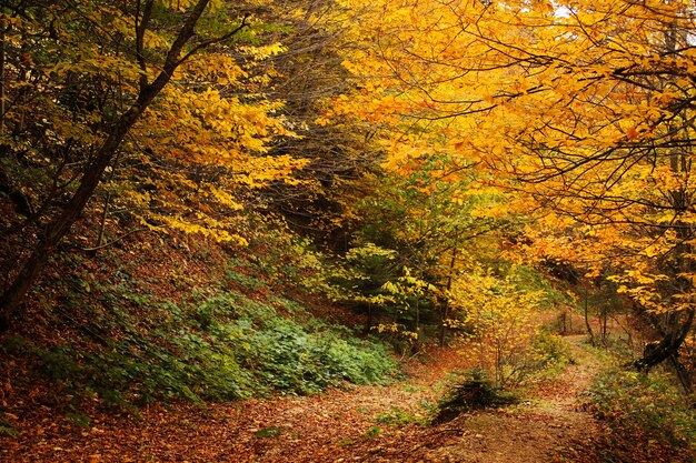 Otoño y otoño paisaje forestal en Georgia. Árboles y hojas de color otoñal. Superficies anaranjadas y amarillas.