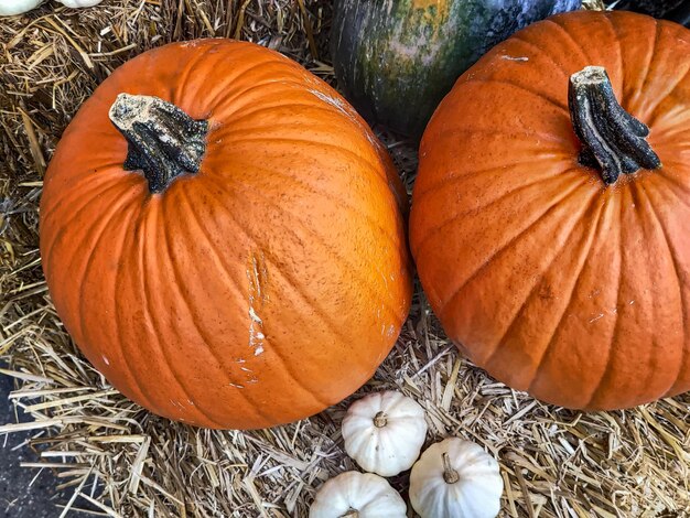 Foto otoño otoño sesonal decoración naranja tradicional halloween calabaza vegetal