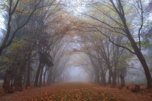 Otoño paisaje brumoso en los árboles del parque de la ciudad y pasarela