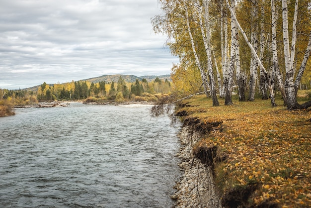 Otoño paisaje natural. Un río rápido con una orilla pedregosa, un bosque con árboles amarillos y un cielo nublado