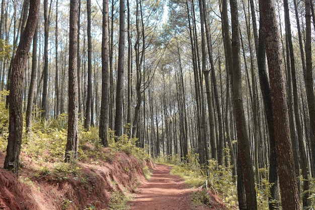 Otoño Paisaje de otoño de bosque de pinos en hutan pinus mangunan yogyakarta indonesia