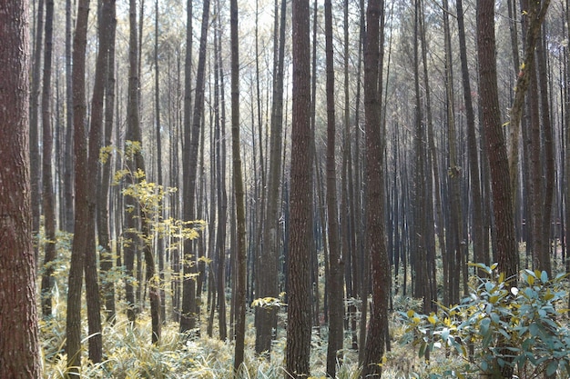 Otoño Paisaje de otoño de bosque de pinos en hutan pinus mangunan yogyakarta indonesia