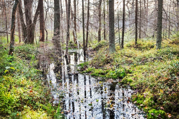 El otoño del paisaje