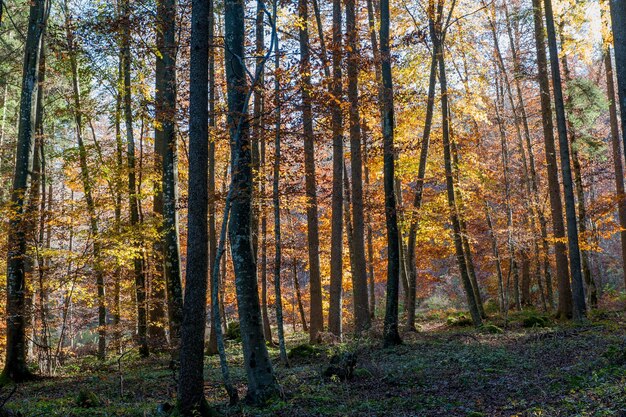 El otoño del paisaje