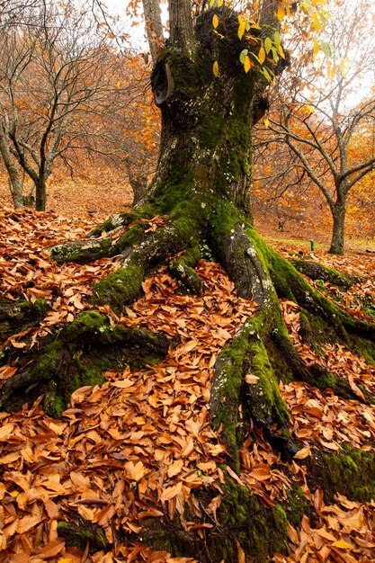 El otoño del paisaje