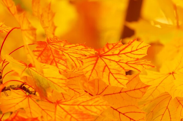 El otoño del paisaje