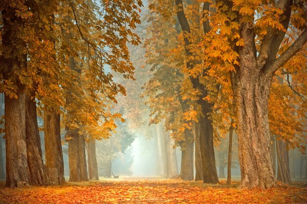 El otoño del paisaje