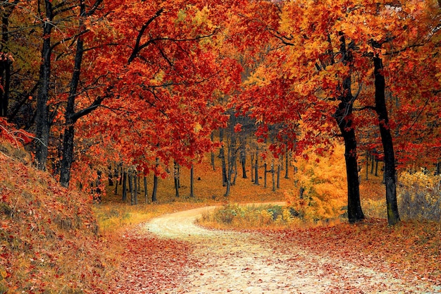 Foto el otoño del paisaje