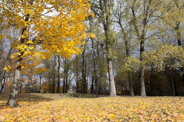 Otoño en el parque - árboles fotografiados y follaje en el otoño, la ubicación - un parque,