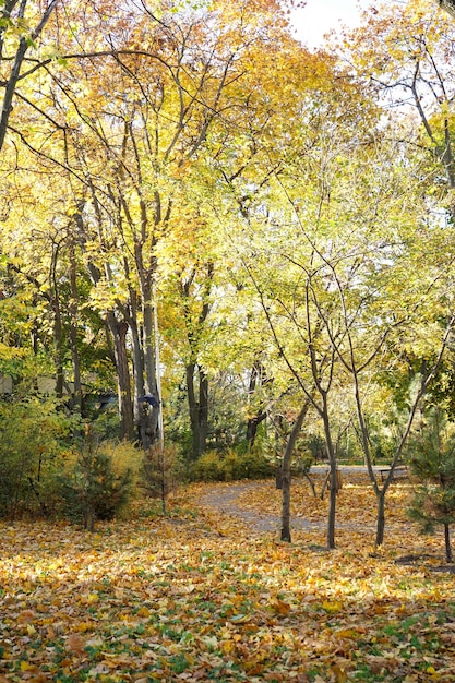 Otoño parque caído hojas amarillas Vertical