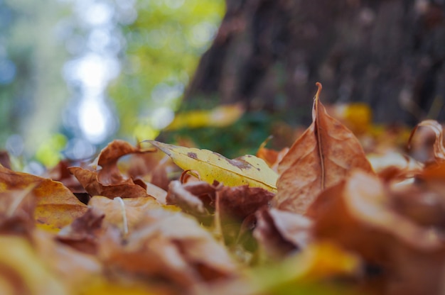 Otoño en el parque de la ciudad