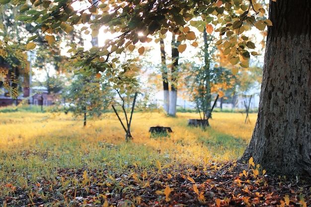 Otoño, parque, hoja, sol