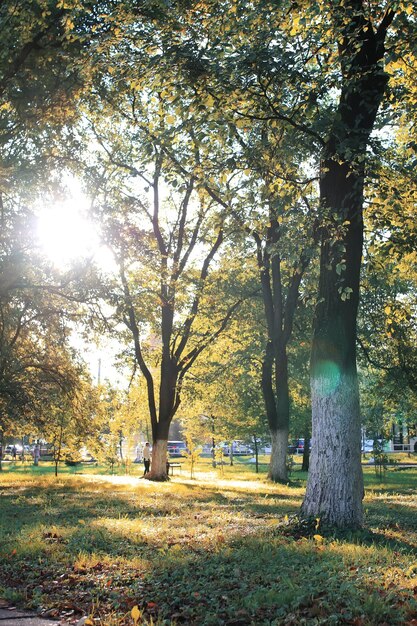 Otoño, parque, hoja, sol