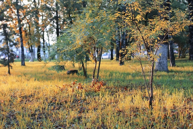 otoño parque hoja sol