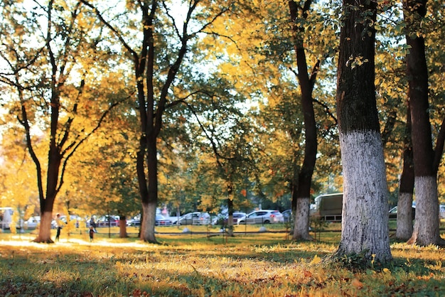 Otoño, parque, hoja, sol