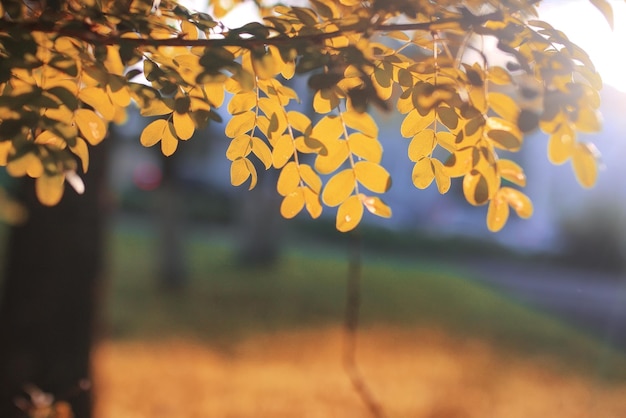 Otoño, parque, hoja, sol