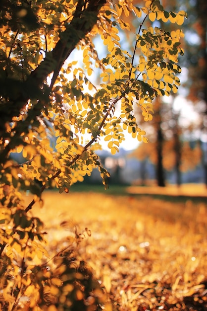 Otoño, parque, hoja, sol