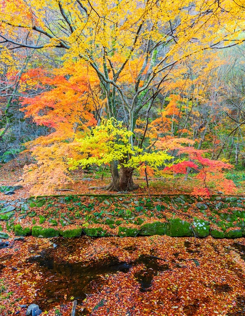 Otoño en el Parque Nacional Naejangsan, Corea del Sur