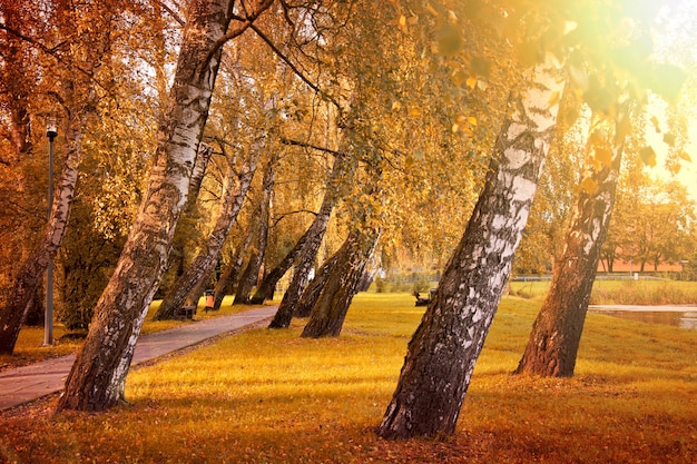 Foto otoño en el parque