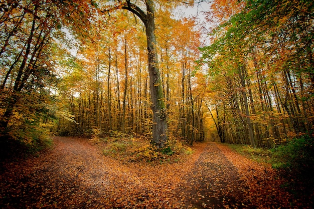 Otoño en el parque.