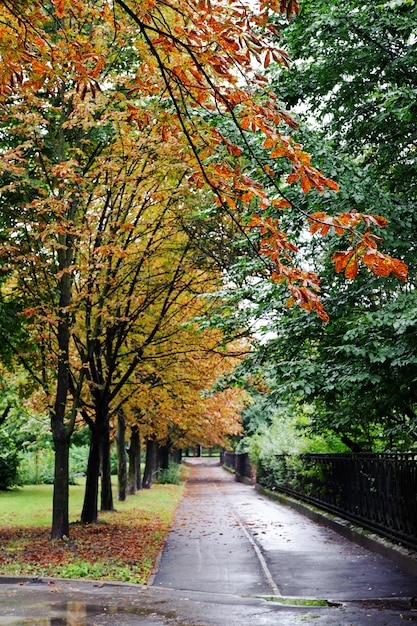 otoño en el parque