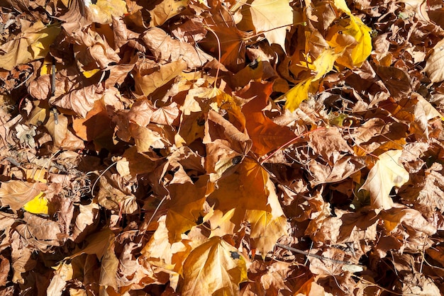 otoño en el parque