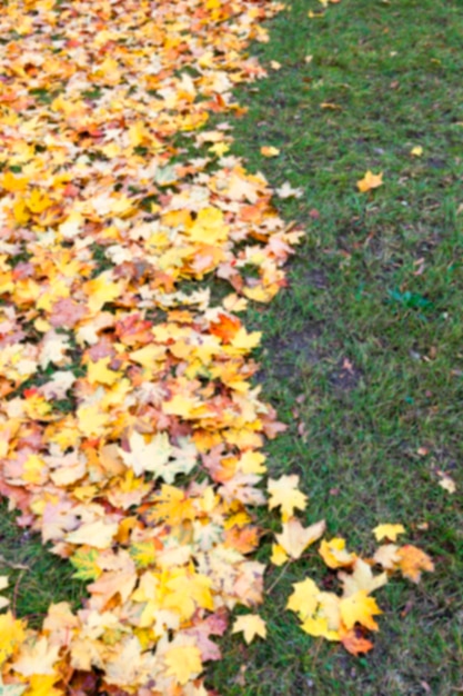 otoño en el parque