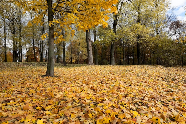 otoño en el parque