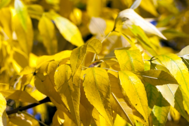 otoño en el parque