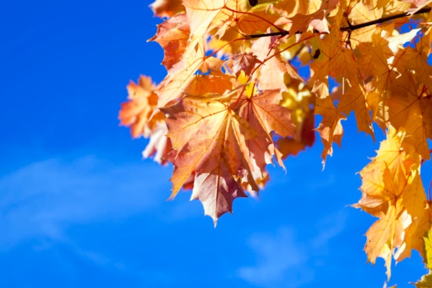 otoño en el parque