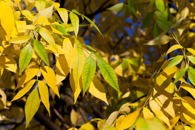 otoño en el parque