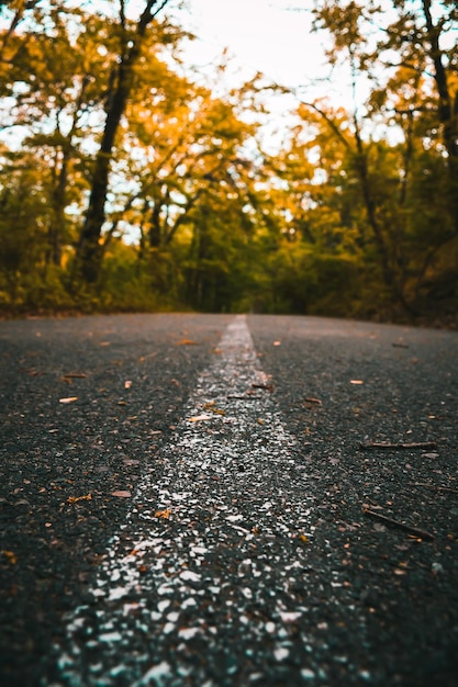 Foto otoño en el parque