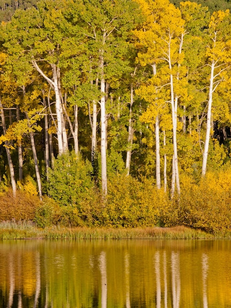 Otoño en perfecto reflejo de Woods Lake, Colorado.