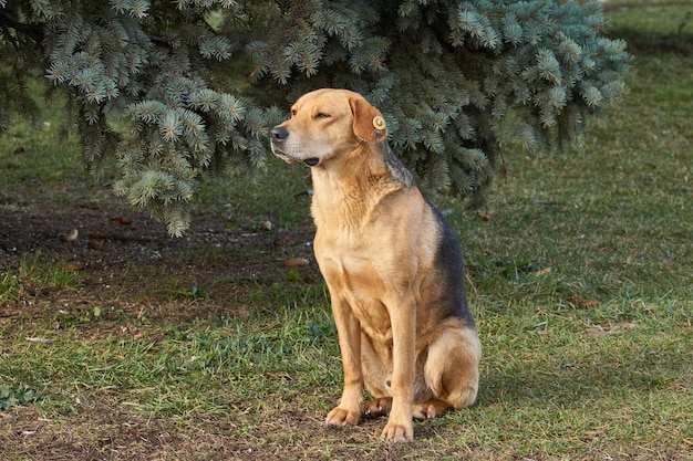 Otoño. El perro está sentado en el césped.