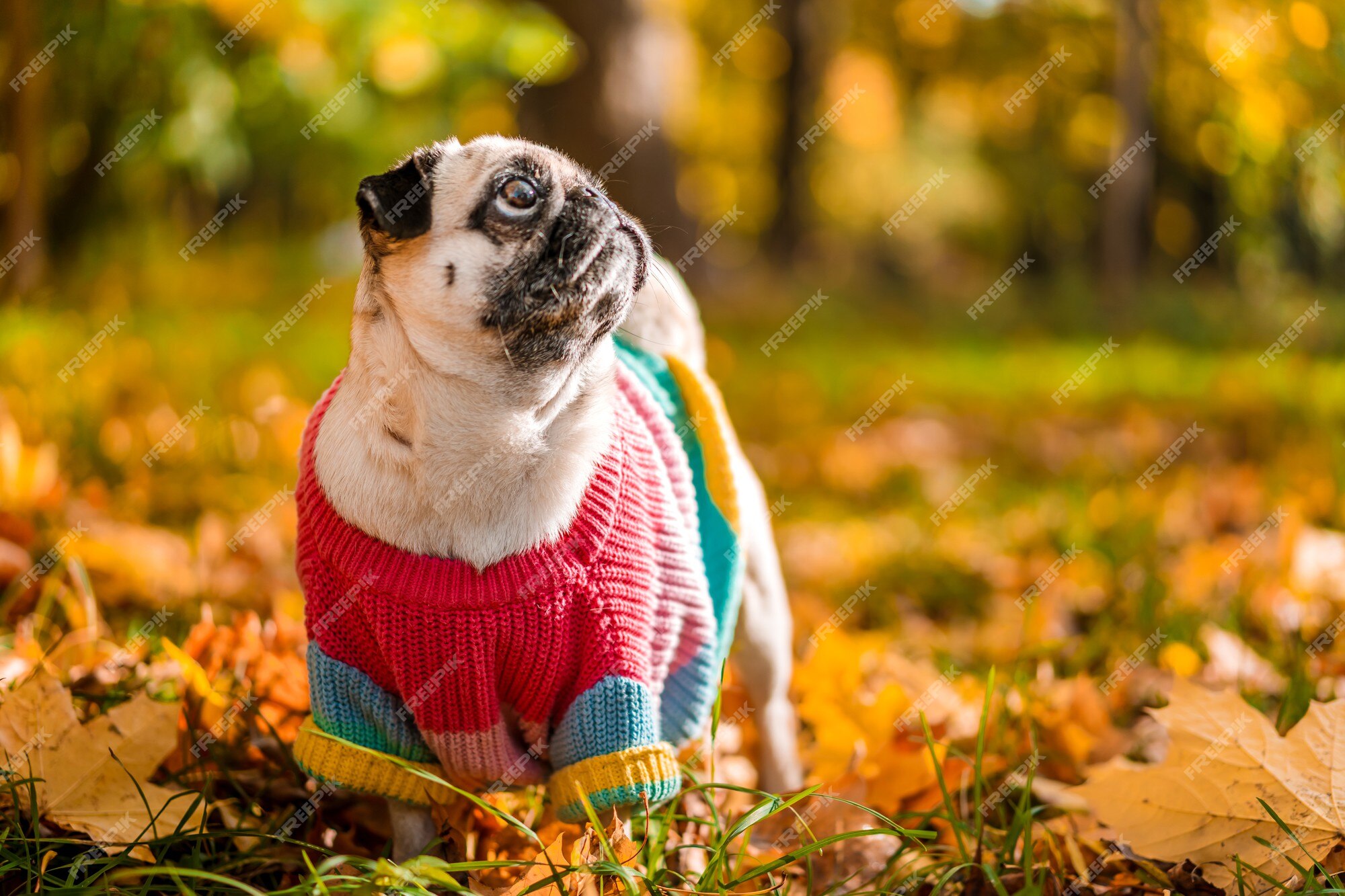 Otoño perro en un suéter cálido encuentra en hojas de en el bosque de otoño | Foto Premium