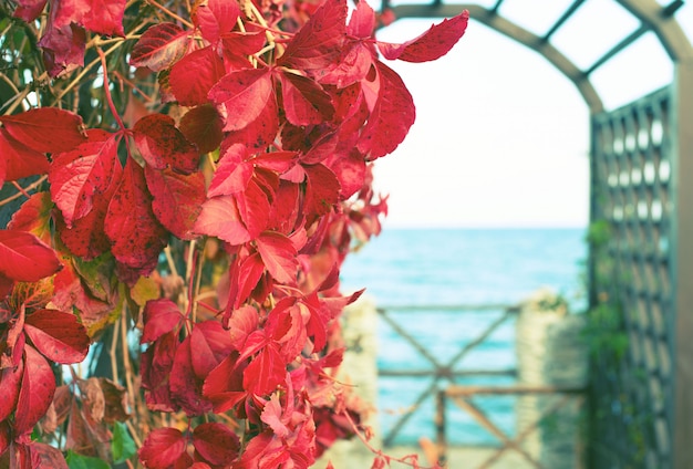 Otoño planta rojo follaje parque natural playa Hermoso paisaje de otoño