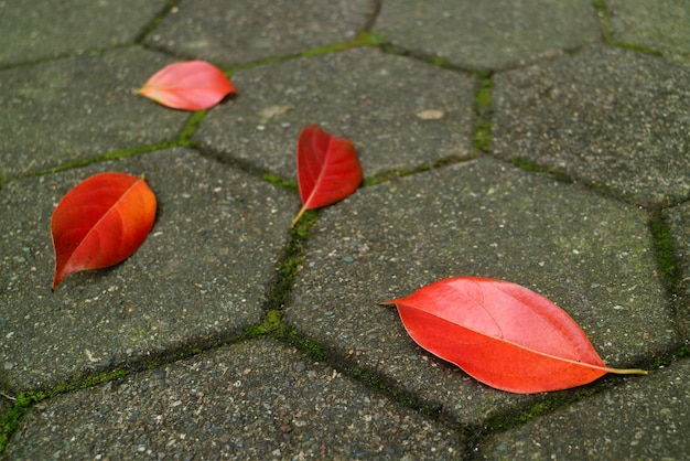 Otoño rojo hojas caídas en la pavimentación de peatones