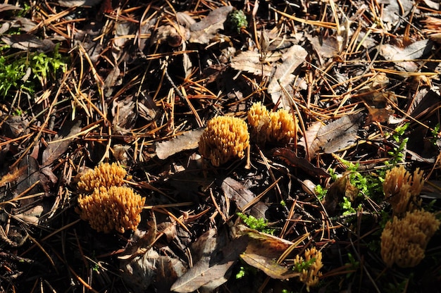 Otoño, setas amarillas. Setas contra el fondo de hojas secas caídas de los árboles.