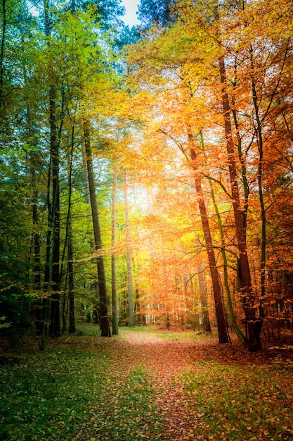 Otoño soleado en el bosque en Europa