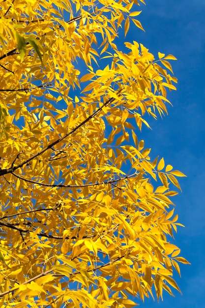 Foto otoño soleado o nublado con árboles que cambian el color del follaje, parque