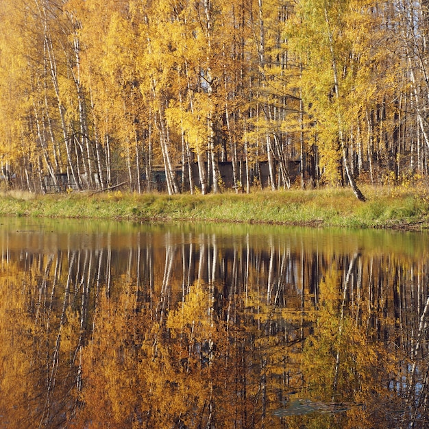 Otoño suave. Abedul con hojas amarillas reflejadas en el río.