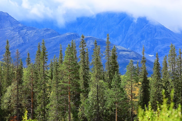 otoño, taiga, bosque, paisaje, vista de la naturaleza, otoño, en, las montañas