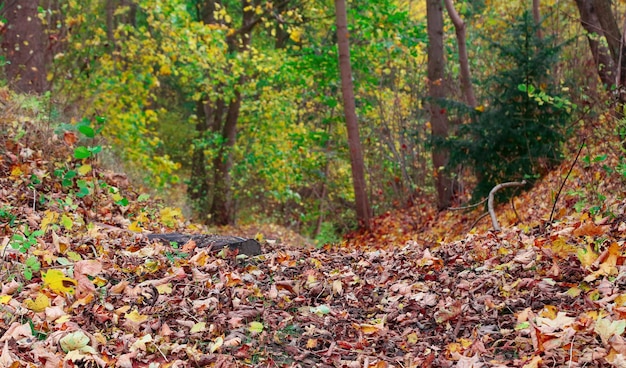 Otoño típico en el bosque de Dinamarca