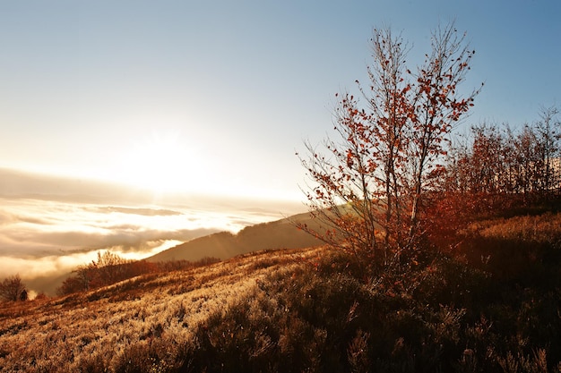 Otoño trrees fondo increíble paisaje pintoresco de las montañas de los Cárpatos en la niebla y el amanecer de la mañana Belleza del mundo en otoño