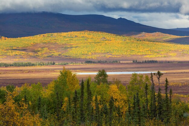 Foto el otoño en la tundra polar