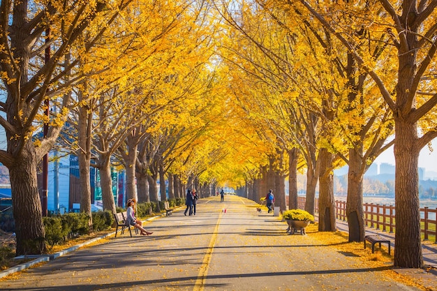 Otoño túnel de árboles de ginkgo con hojas amarillas además de Gokkyocheon Creek cerca de Asansi Corea