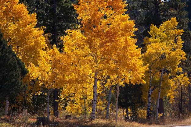 Otoño