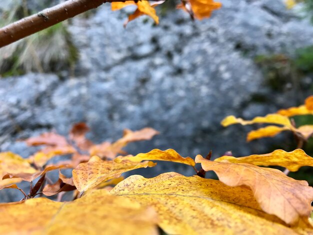 Foto otoño